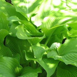 2019 year - 3 Ways to Prune Hostas 2019 year