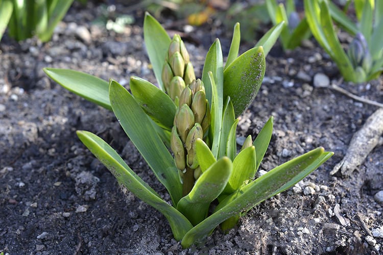 Bulb Crazy - Plan A Spring Bulb Garden Now