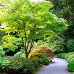 Japanese Maples