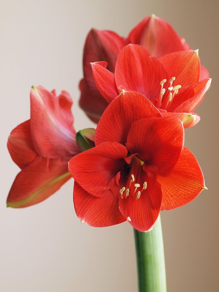 Holiday Garden Gifts - How To Force Bulbs, It’s Easy!