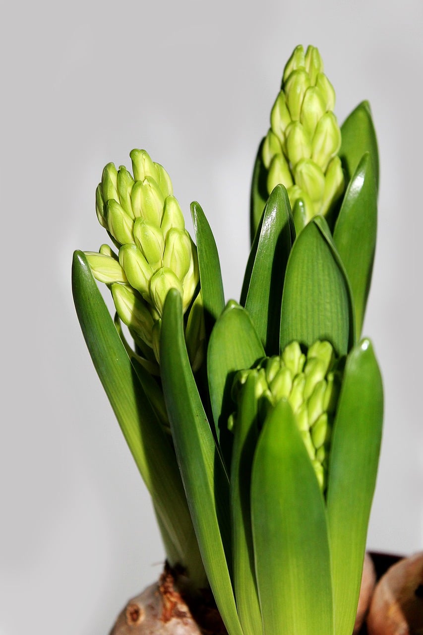 Holiday Garden Gifts - How To Force Bulbs, It’s Easy!