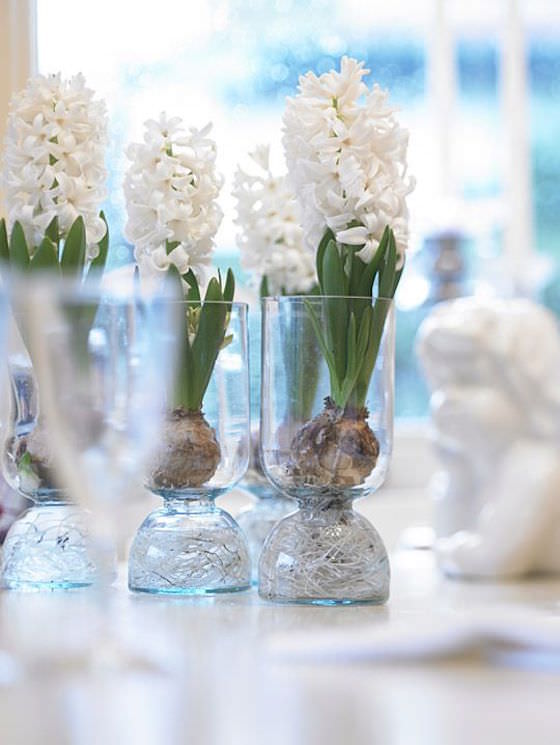 Holiday Garden Gifts - How To Force Bulbs, It’s Easy!