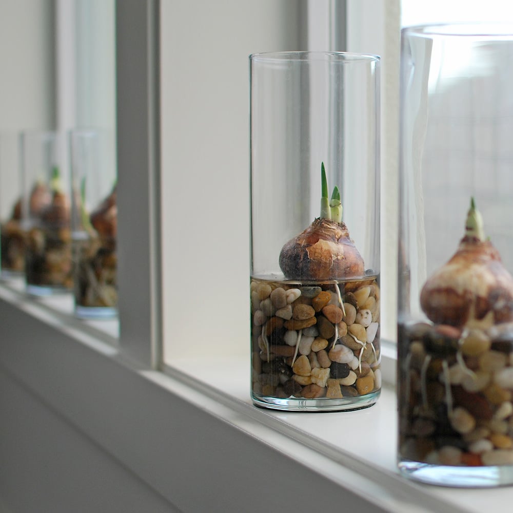 Holiday Garden Gifts - How To Force Bulbs, It’s Easy!