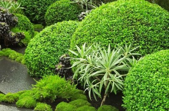 Garden Design : Using Texture in the Garden
