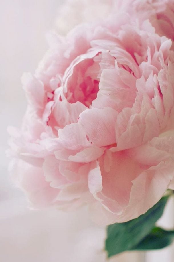Perfect Peonies • The Garden Glove