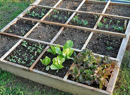 Easy Steps To Square Foot Gardening Success