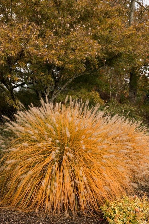 Stunning Fall Garden Plants for Autumn Color • The Garden Glove