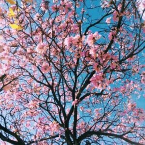 View from the ground of a vibrant Flowering Japanese Cherry Tree