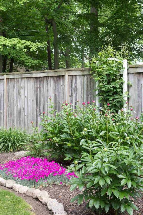 Garden bed with natural rocks and blooming pink flowers along a fence
