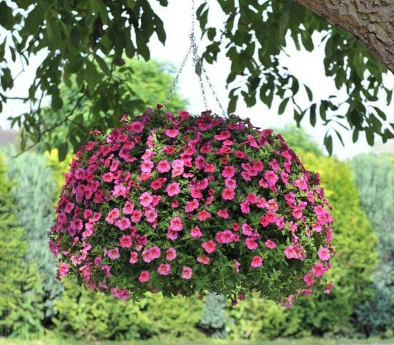Pink blossoming flowers in large hanging planter