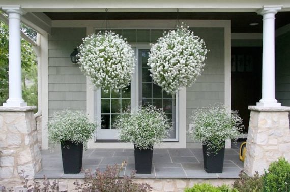 three potted and two hanging white alyssum plants on an outdoor patio