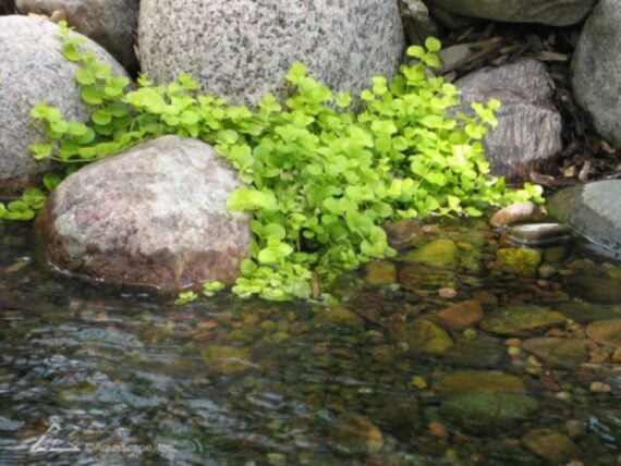 Bright sartrosa creeping Jenny cascading over rocks at the edge of a backyard pond.
