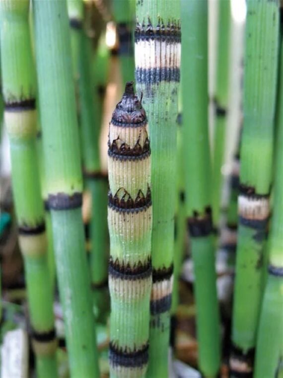 Close-up of tall green horsetail reeds growing upright in shallow pond water.