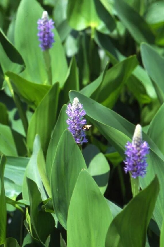 Three purple pickerel plant flowers blooming above green foliage along the edge of a backyard pond.