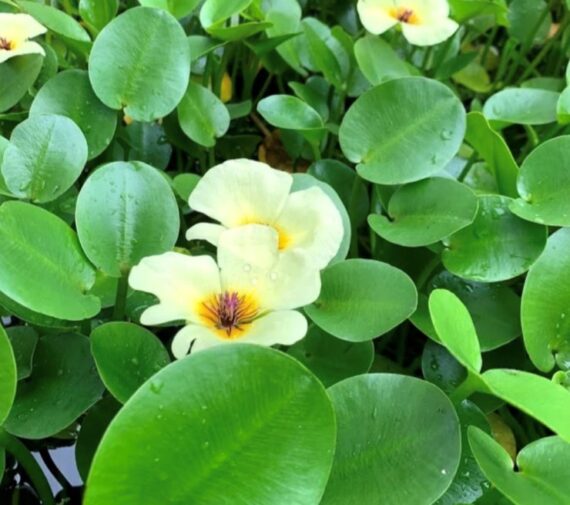 Bright yellow water poppy flowers floating among glossy green leaves on the surface of a backyard pond
