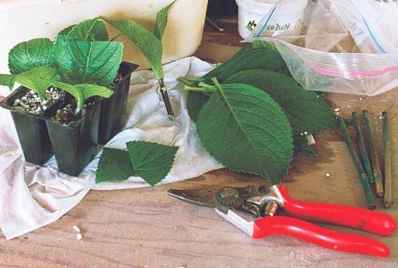 Free Plants: Plant Propagation for Beginners