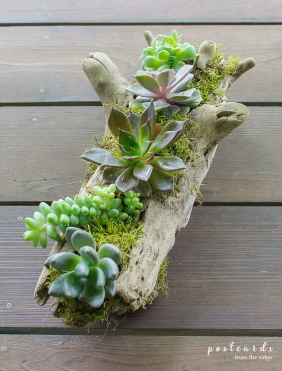 Hollow piece of driftwood filled with small succulents