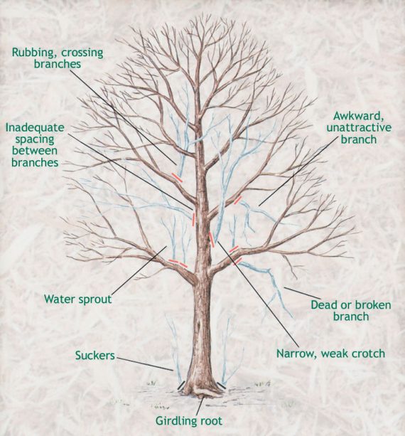 Pruning Rhus Tree How To Prune Trees • When To Prune Trees • The Garden Glove