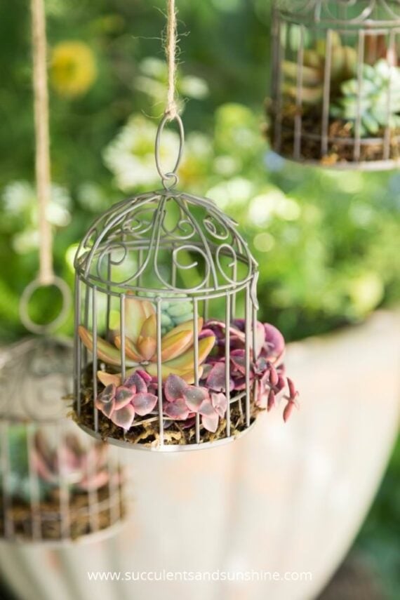 Small decorative bird cages filled with succulents