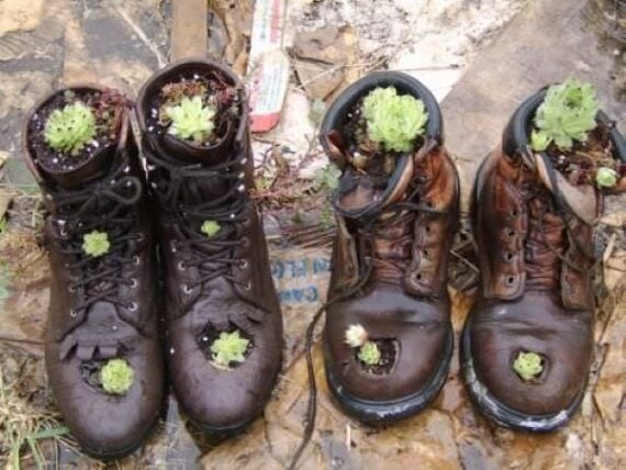 Pair of worn brown work boots filled with succulents