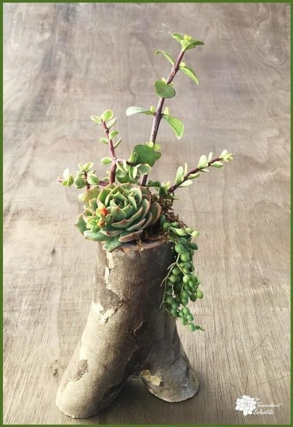 Hollowed section of a tree branch filled with small succulent plants