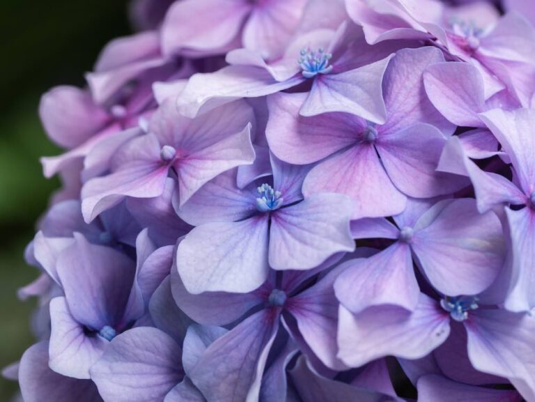 How To Dry Hydrangeas The Garden Glove How to dry hydrangeas the garden glove
