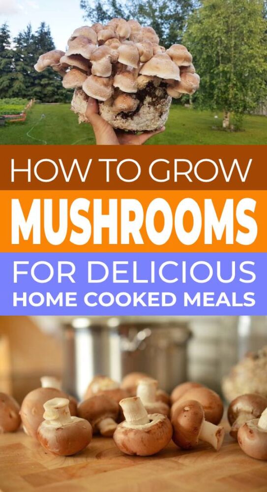 How to Grow Mushrooms for Delicious Home Cooked Meals • The Garden Glove