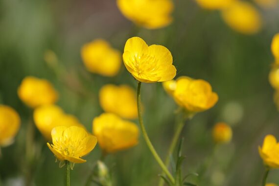 All About Ranunculus: History, Varieties, and Care • The Garden Glove