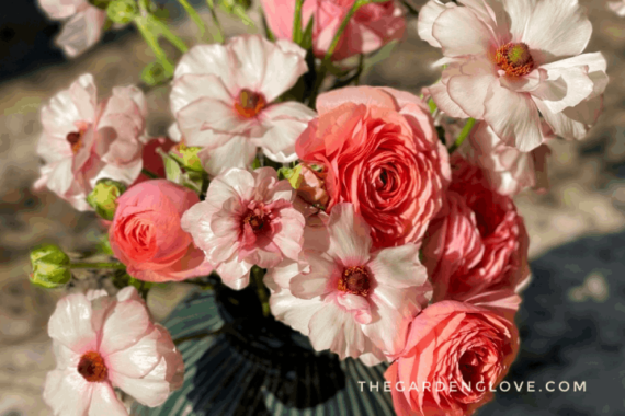 All About Ranunculus: History, Varieties, and Care • The Garden Glove