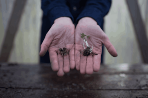 Small Ranunculus Invertirbrate All About Ranunculus: History, Varieties, and Care • The Garden Glove