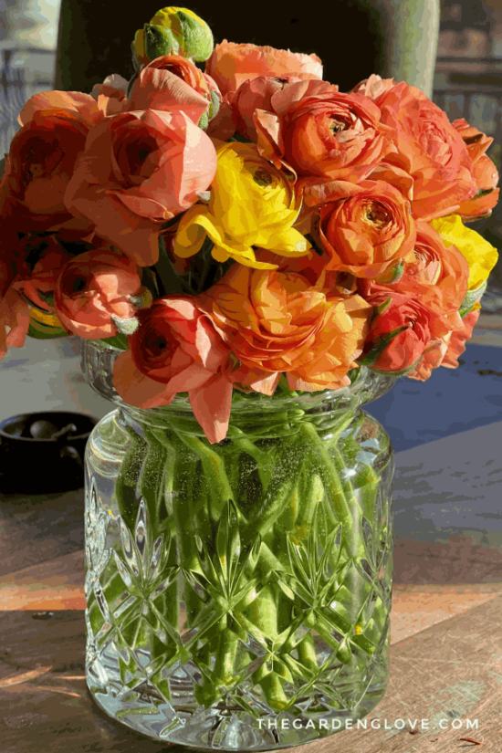 All About Ranunculus: History, Varieties, and Care • The Garden Glove