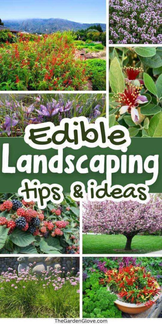 View of Edible Landscaping: Incorporate Food-Producing Plants into Your Yard ...