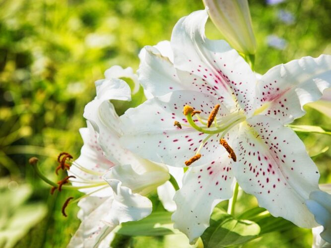 Bulbs to Plant in Fall- Ideas and Inspiration • The Garden Glove
