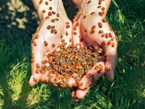 A Guide to Beneficial Insects in Your Garden • The Garden Glove