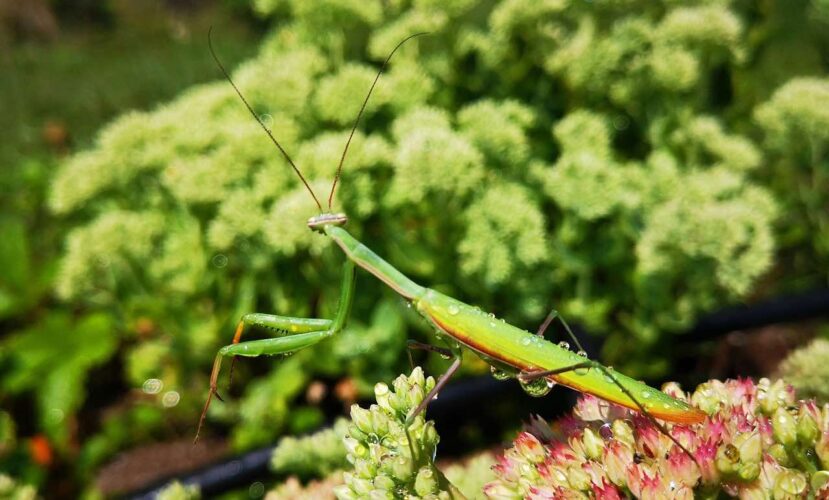 A Guide to Beneficial Insects in Your Garden • The Garden Glove