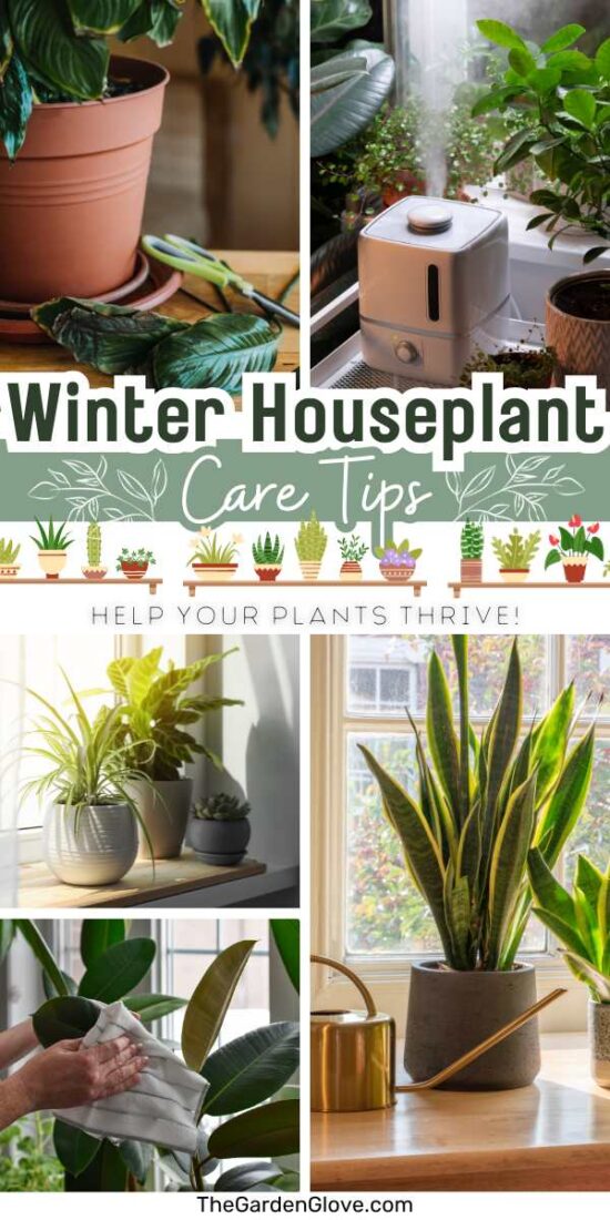 A Guide to Winter Houseplant Care: Keep Indoor Plants Thriving Through ...