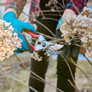 pruning hydrangea stems