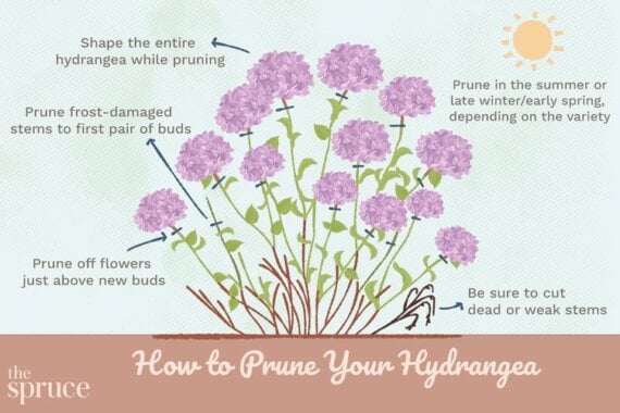 diagram of a hydrangea with markings where to prune