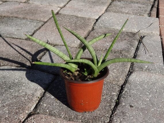 African spear snake plant in an orange plastic pot