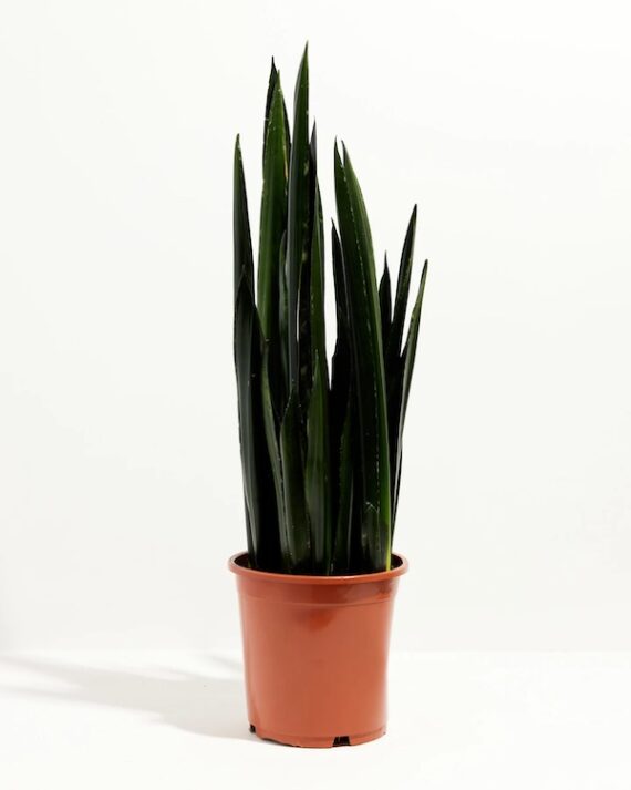 Black diamond cylindrical snake plant