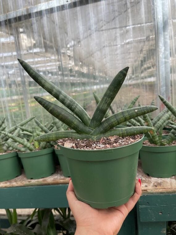 hand holding up a potted starfish snake plant
