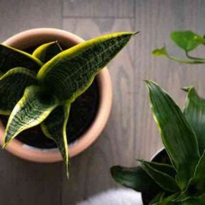 aerial view of a small potted snake plant