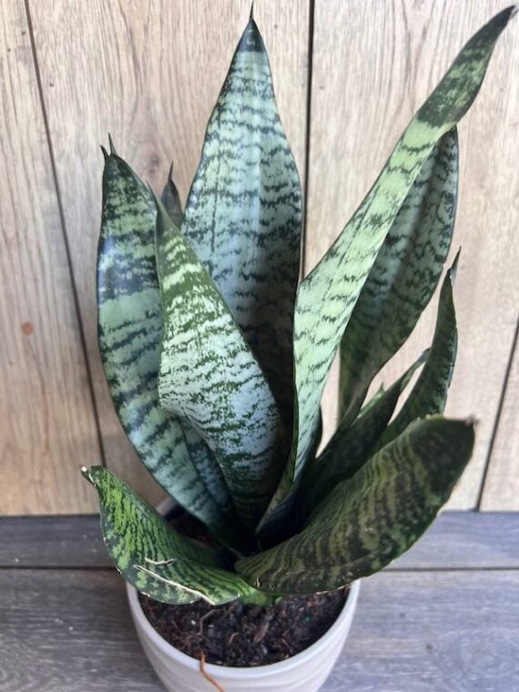 future robusta snake plant in a white pot