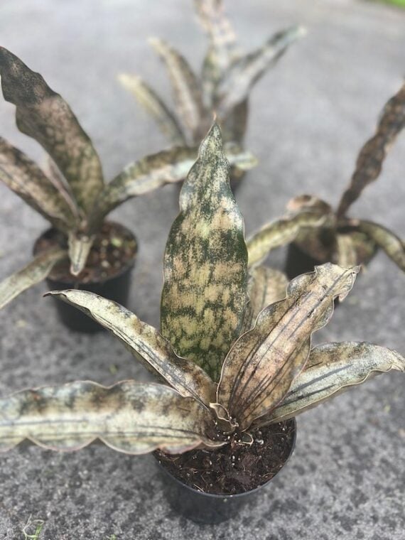 coppertone snake plant