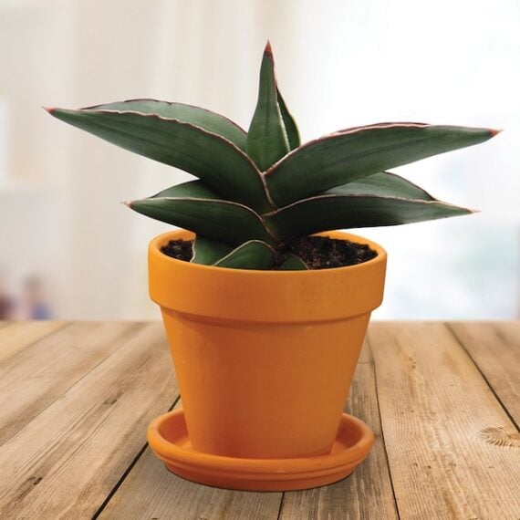 samurai dwarf snake plant in a mini terracotta pot
