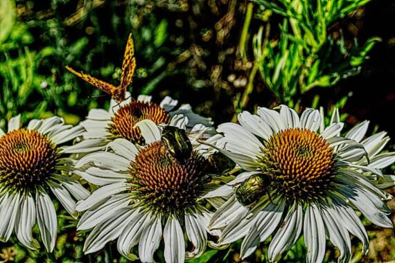 white echinacea flowers