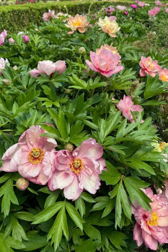 pale pink, fully opened peonies