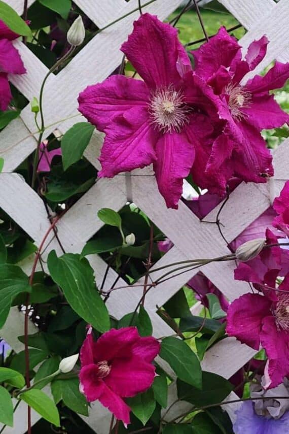 magenta clematis