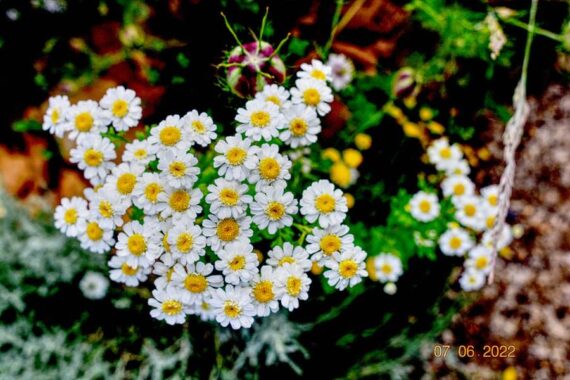 chamomile flowers