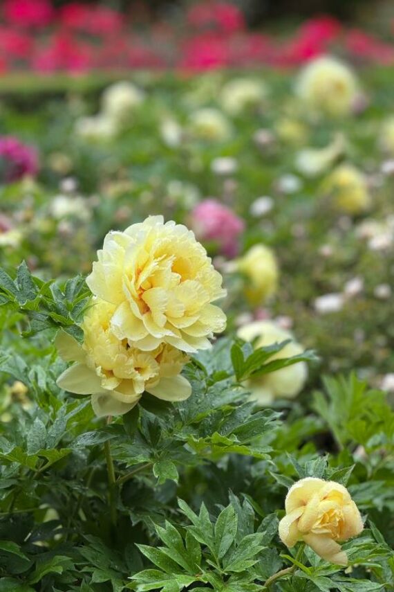 yellow peonies
